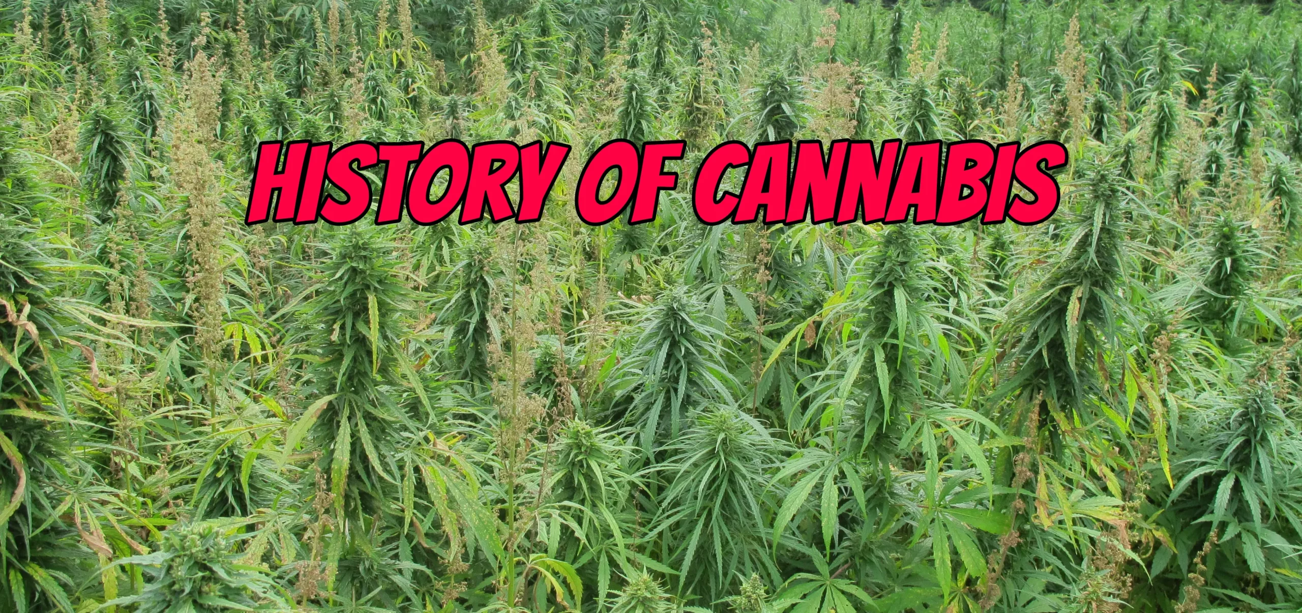Nukaseeds history of cannabis