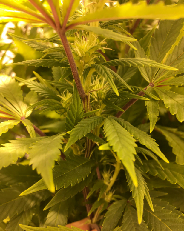 Magnesiummangel in einem frühen Stadium am Stamm der Cannabispflanze.