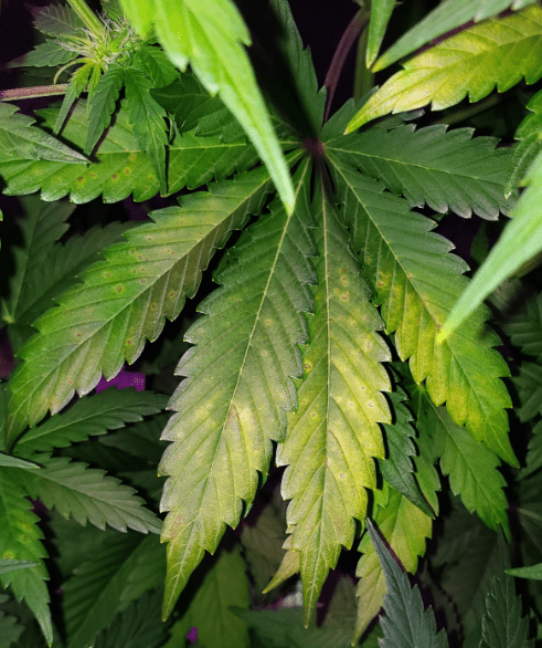 Kalziummangel durch Marihuana-Blätter