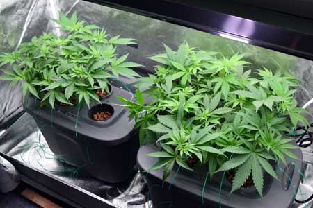 hydroponic system for cannabis growing