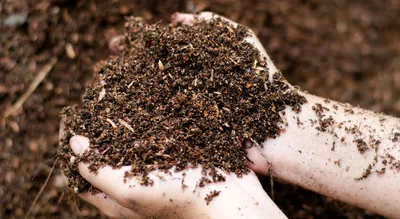 living soil in hands