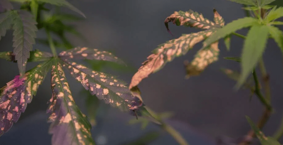 Molybdänmangel bei Marihuana-Pflanzen