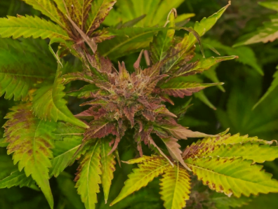 Molybdänmangel bei der Marihuanapflanze