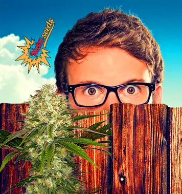 Ihre Nachbarn und Cannabis