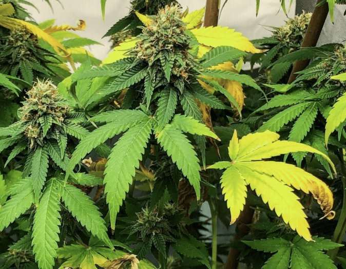 Stickstoffmangel bei Cannabisblättern