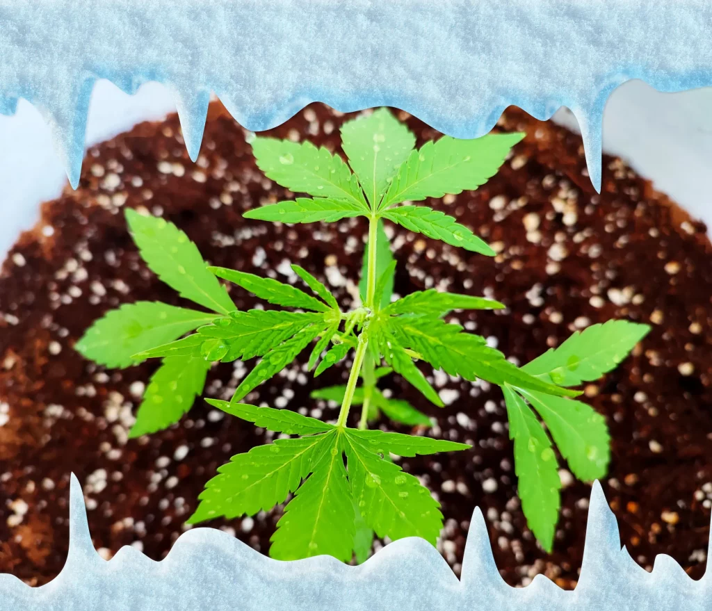 Cannabisblüte bei Frost