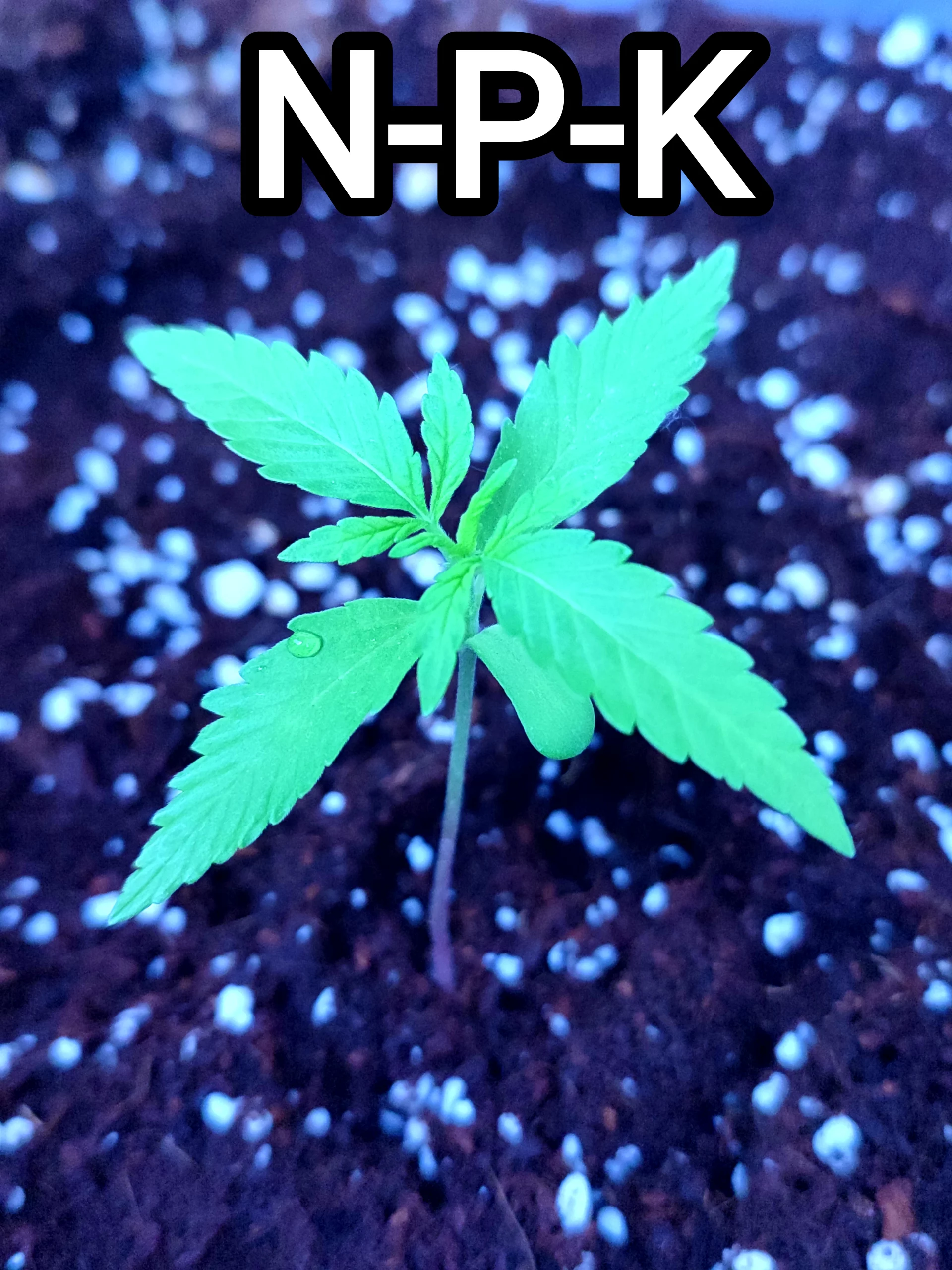 Featured image for “What nutrients do cannabis plants need?”