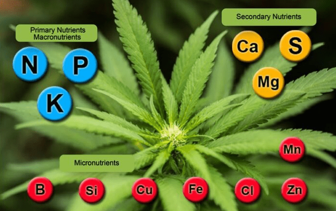 Hauptnährstoffe für Marihuana-Pflanzen