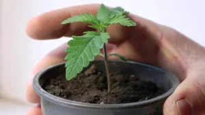 malá rostlina konopí v květináči pro klíčení