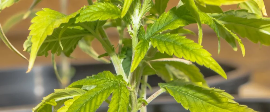 Schwefelmangel bei der Marihuanapflanze