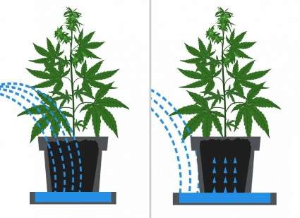 Bewässerung von Marihuanapflanzen in einer Schale unter einem Topf