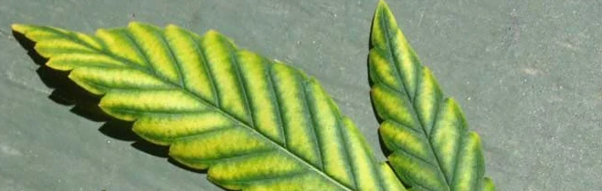 Zinkmangel auf dem Cannabisblatt sichtbar