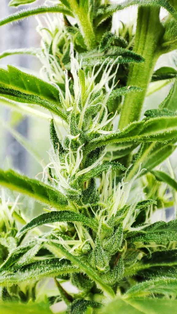 Raná kvetoucí rostlina konopí Banshee od Nukaseeds