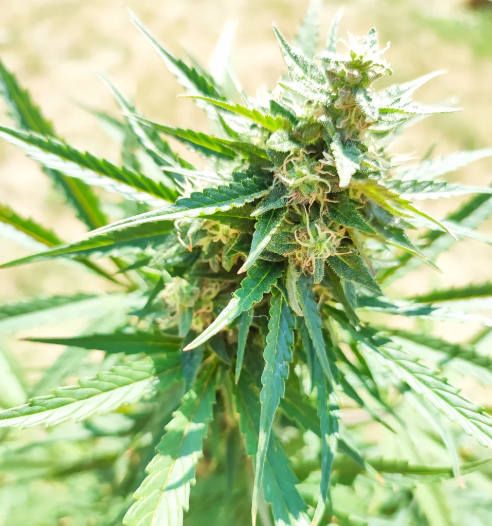 Vrcholná fáze kvetení konopí Automaton ze semenné banky Nukaseeds