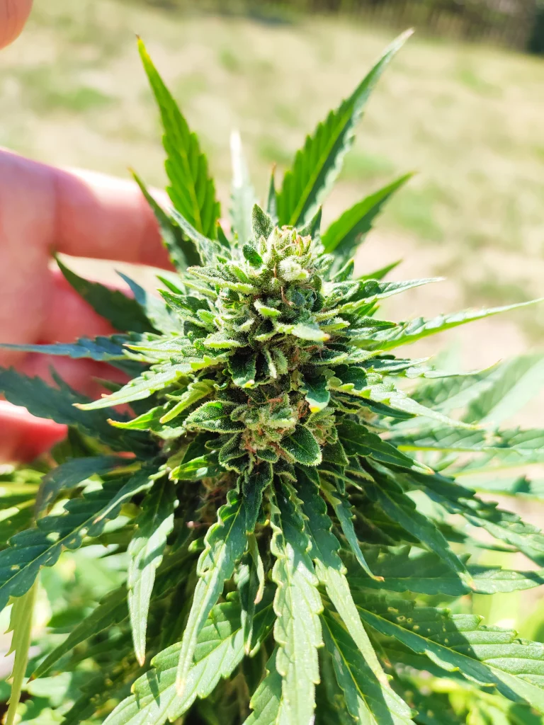 Fáze dozrávání květů rostlin konopí Automaton z banky semen Nukaseeds