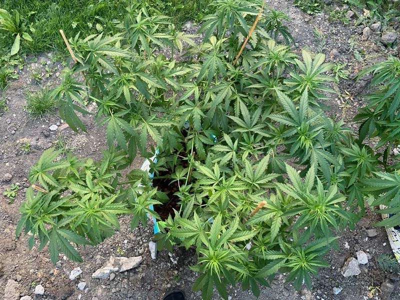 Featured image for “Our customer showed off his Megaton and Paradox cannabis plants.”