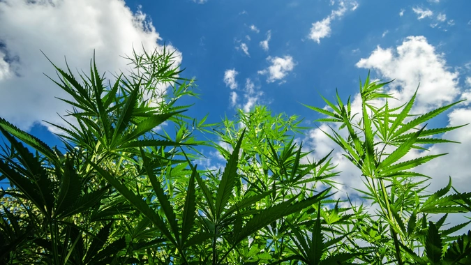 samonakvétací konopí pod širým nebem