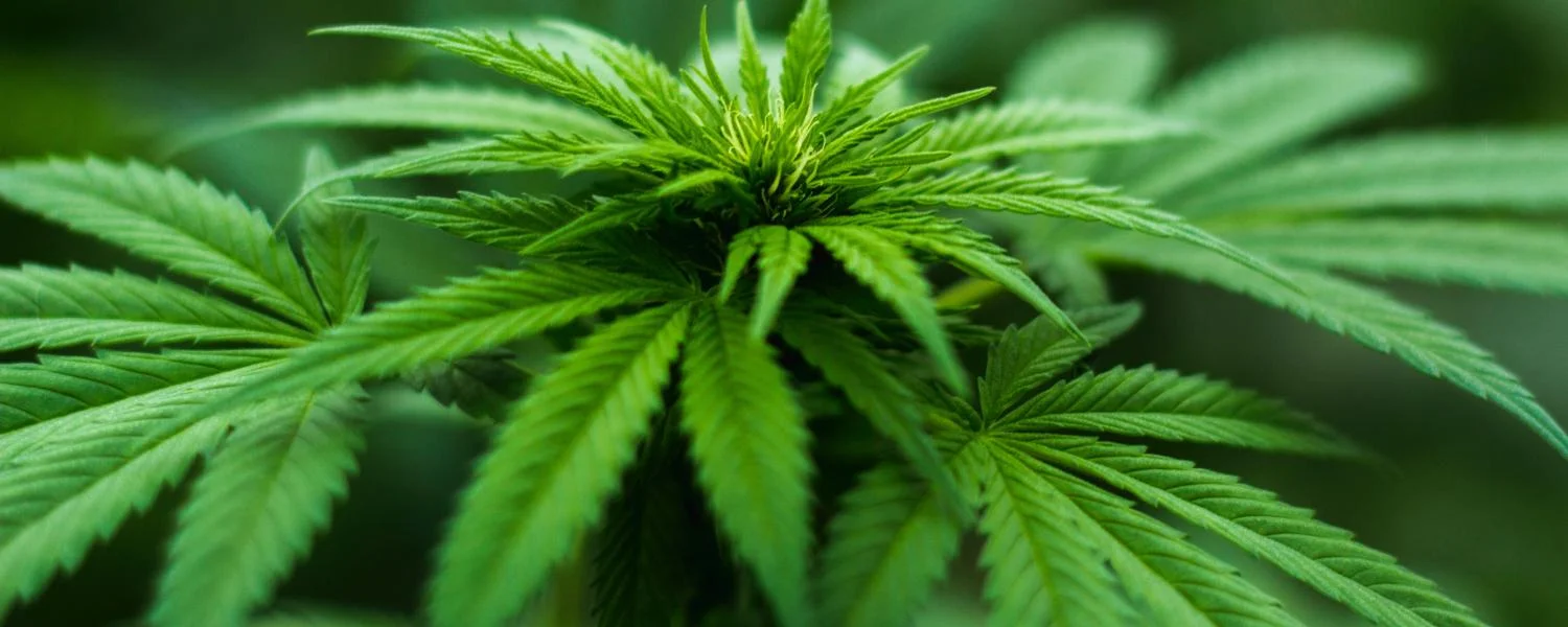 Featured image for “Konopí a trávicí systém – jak marihuana ovlivňuje funkci trávicího systému?”