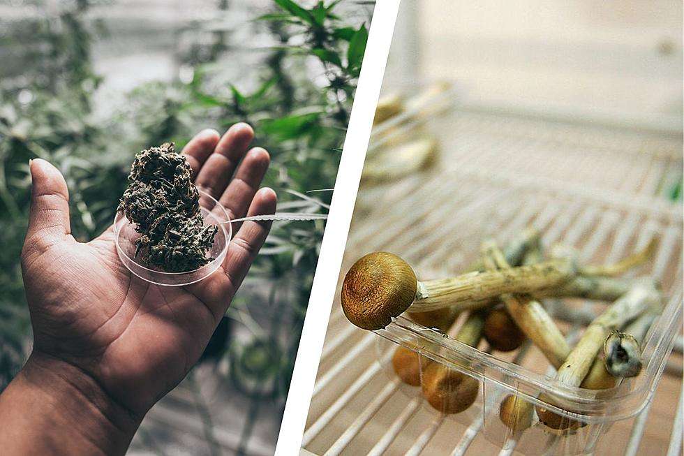 hallucinogens vs cannabis