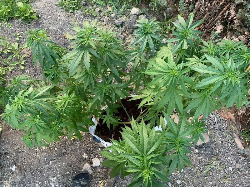 Rostlina marihuany Megaton ze semenné banky Nukaseeds