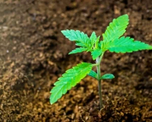 Kokossubstrat und Cannabispflanze