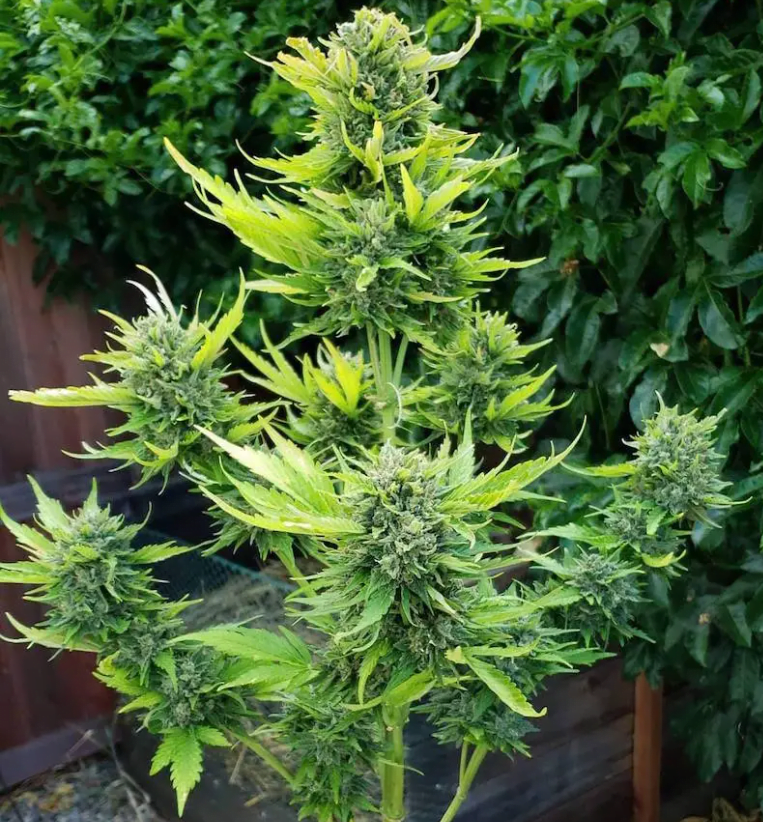 marijuana plant in flower