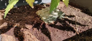 Steinwolle und Kokosnusssubstrat