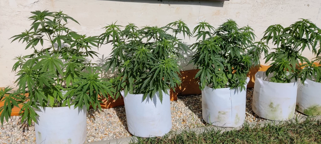 Nukaseeds strains in textile flowerpots