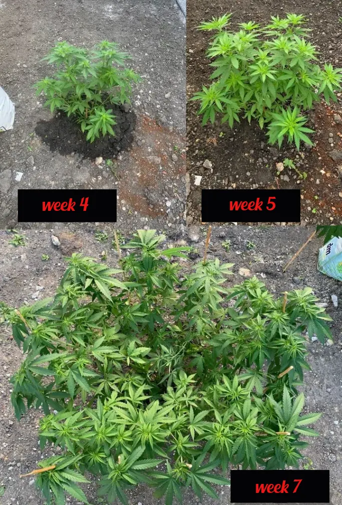 Rostlina marihuany Paradox z banky semen Nukaseeds