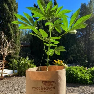 Nice cannabis plant and textile pot