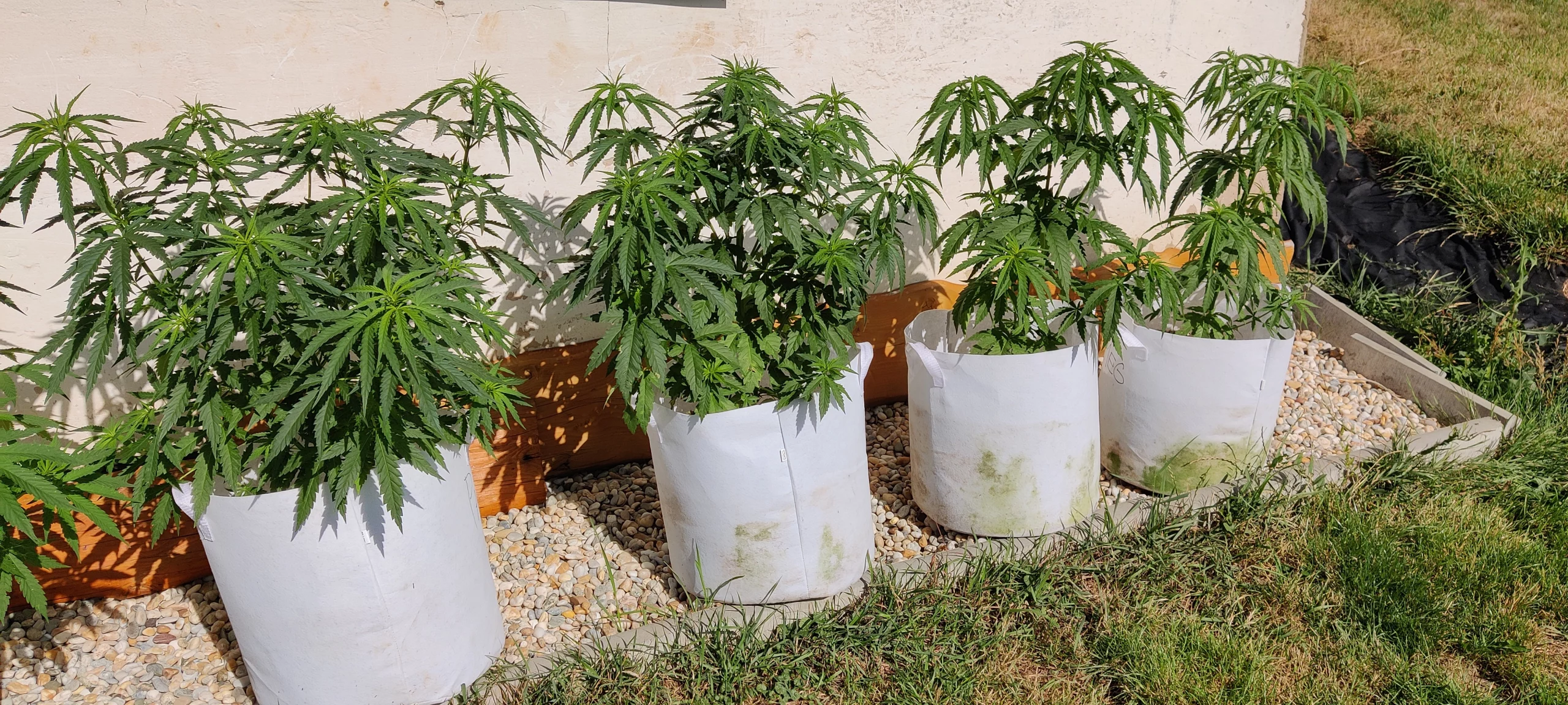 Nukaseeds strains in fabric flowerpots