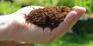 Kokosnusssubstrat in der Hand