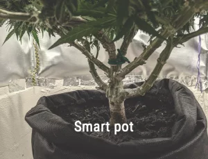 Smart pot and cannabis plant