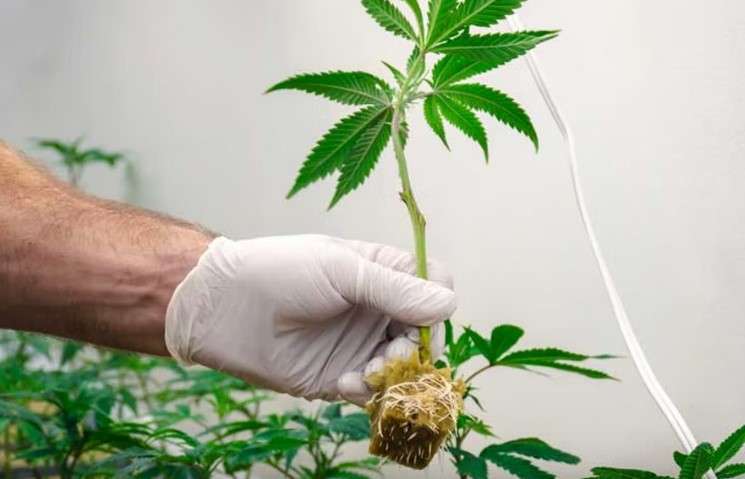 ein bewurzelter Klon einer Marihuanapflanze