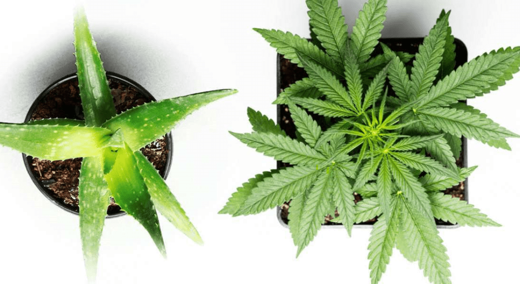 aloe vera and marijuana plant