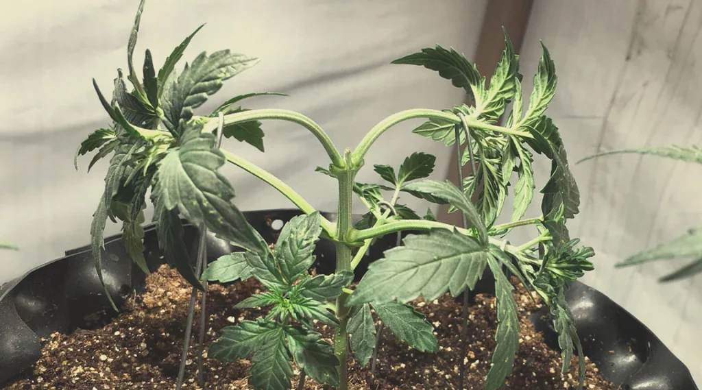 bending of the plant