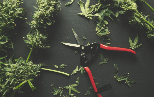 Schneiden großer Blätter von Marihuana-Knospen