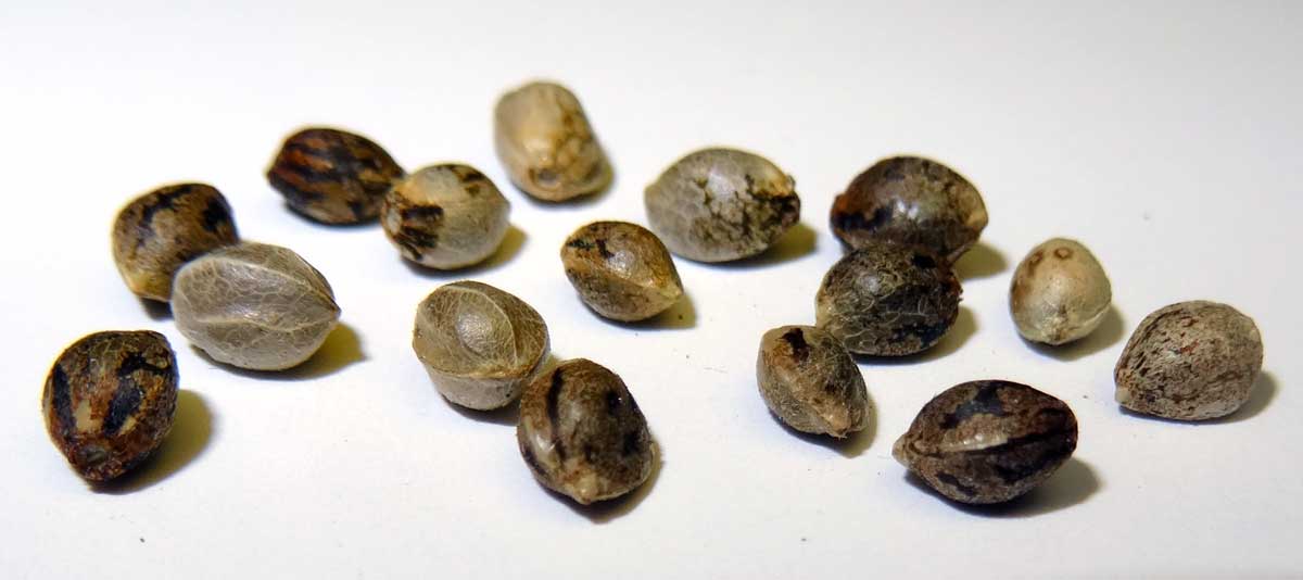 Featured image for “How to store cannabis seeds”