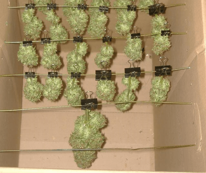 Trocknen von Cannabisknospen in einem Pappkarton