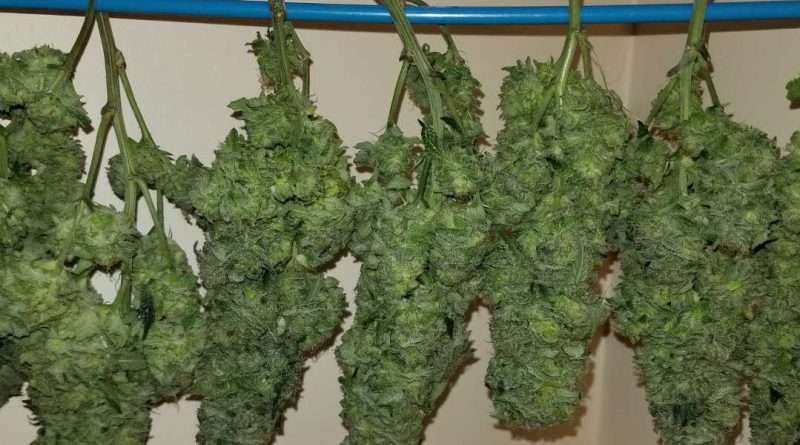 Featured image for “How to dry cannabis flowers easily and cheaply”