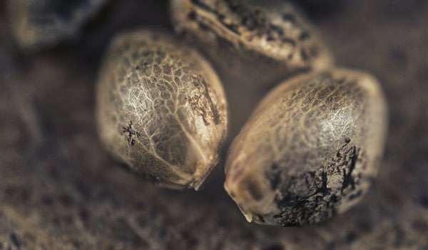 Bewahren Sie Cannabissamen in einer feuchten Umgebung auf.