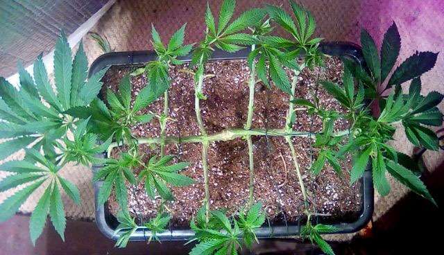 fluxing of the plant