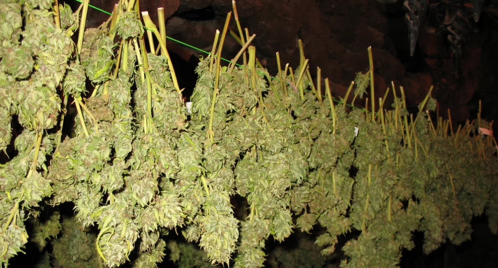 Cannabiszweige mit Marihuanaknospen, die kopfüber zum Trocknen aufgehängt wurden