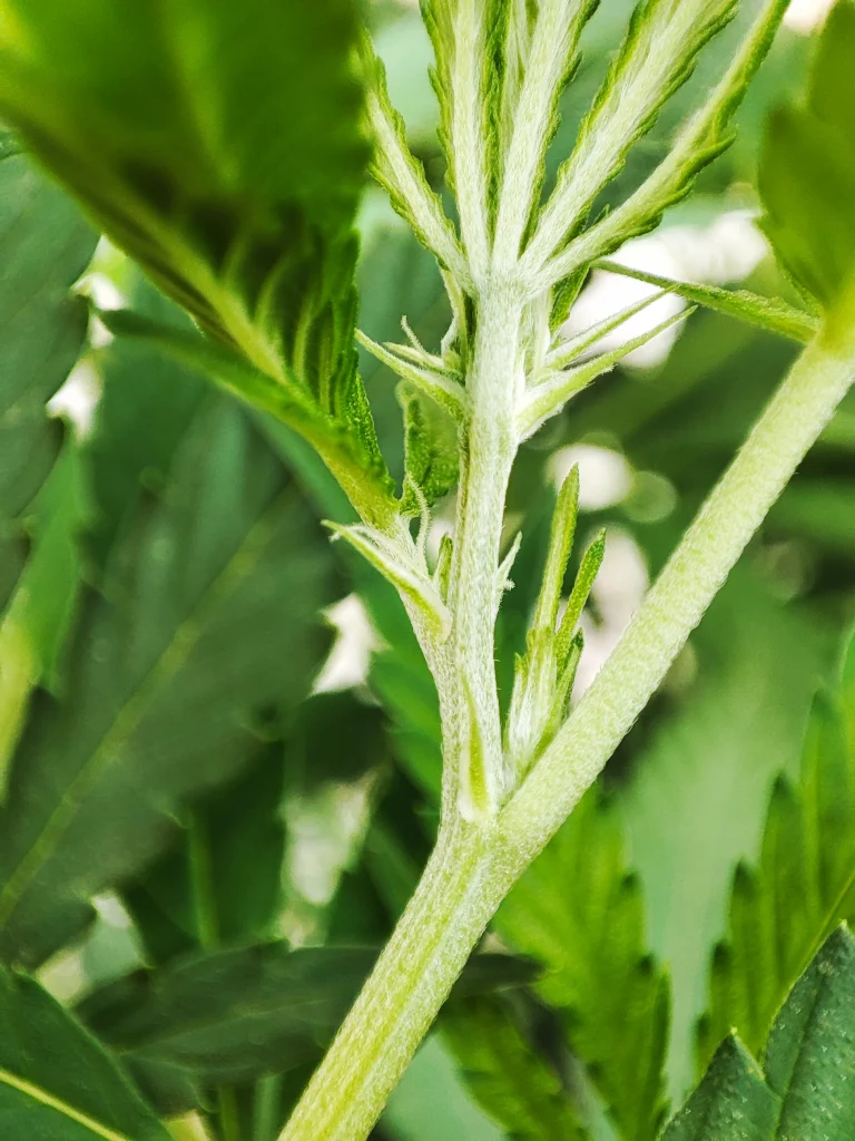 předkvětiny rostlin marihuany ze semenné banky NukaSeeds