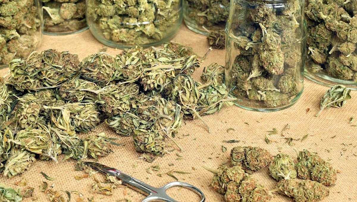 trimming marijuana buds for drying and storing cannabis
