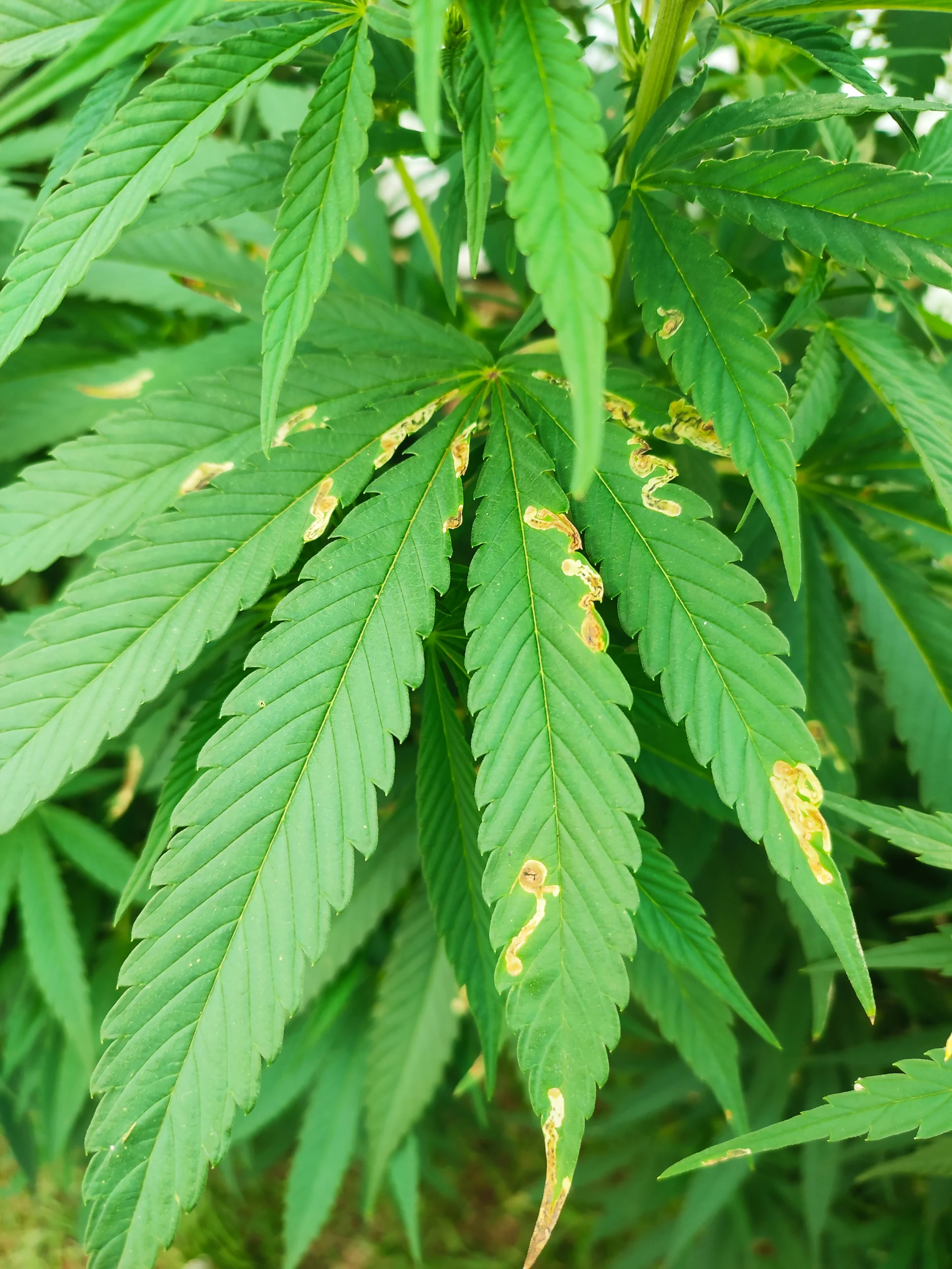 Featured image for “Series on pests that threaten marijuana plants-Agromyzidae”