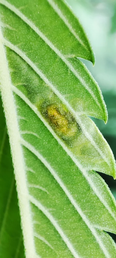 Der untere Teil des Marihuanablattes ist von Agromyzidae befallen