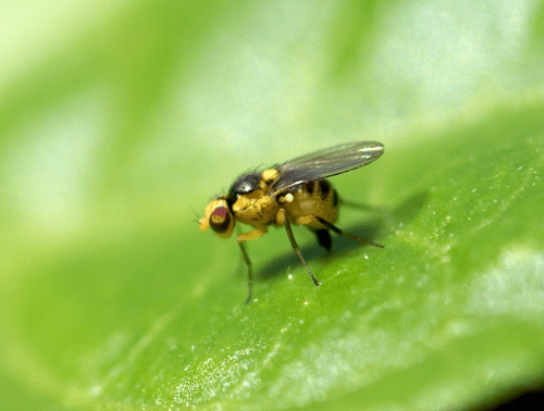 Series on pests that threaten marijuana plants-Agromyzidae - Nuka Seeds ...