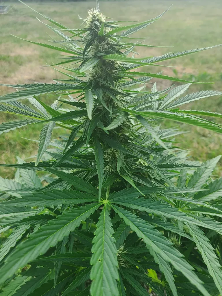 Konopí venkovní světlo - Automaton samonakvétací konopí