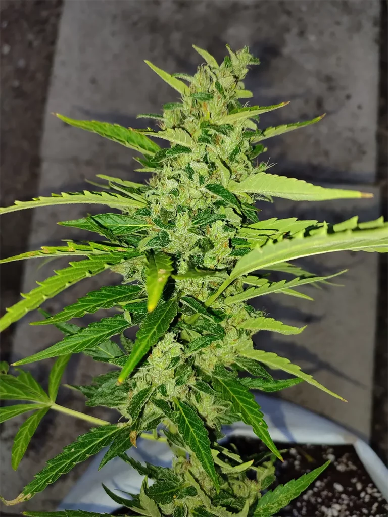 Wie lange dauert es, Cannabis anzubauen? - Banshee Cannabis Sorte Pflanzen Blumen